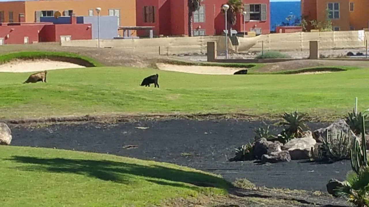 Villa Brisa Golf Salinas Caleta de Fuste Espagne